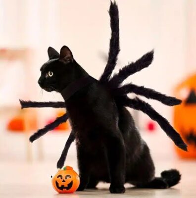 Whisker Wonderland: Dressing Your Cat for a Spook-tacular Halloween