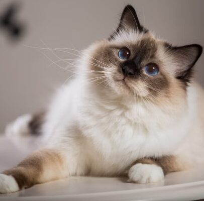 Feline Fascination: Discovering the World of Cat Breeds and Their Unique Charms